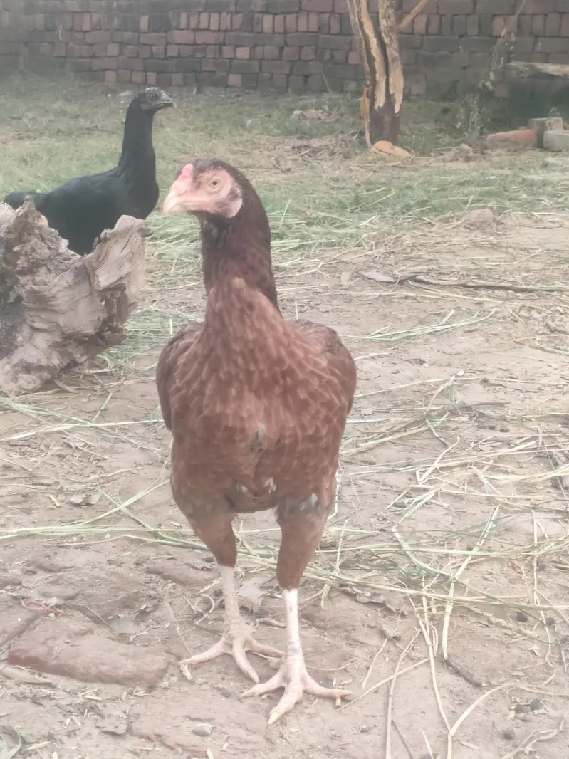Aseel mianwali murga and murgi — photo 4