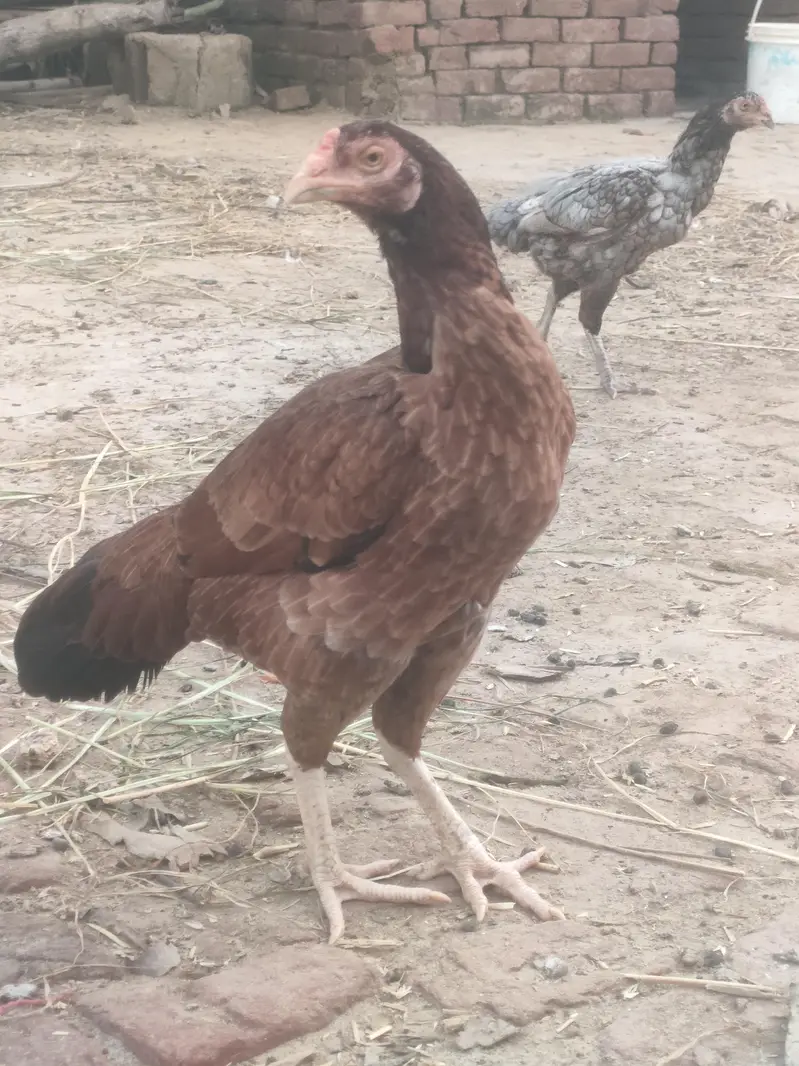 Aseel mianwali murga and murgi — photo 6