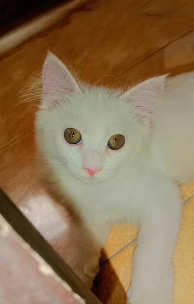 Kitten 3 months for sale urgent