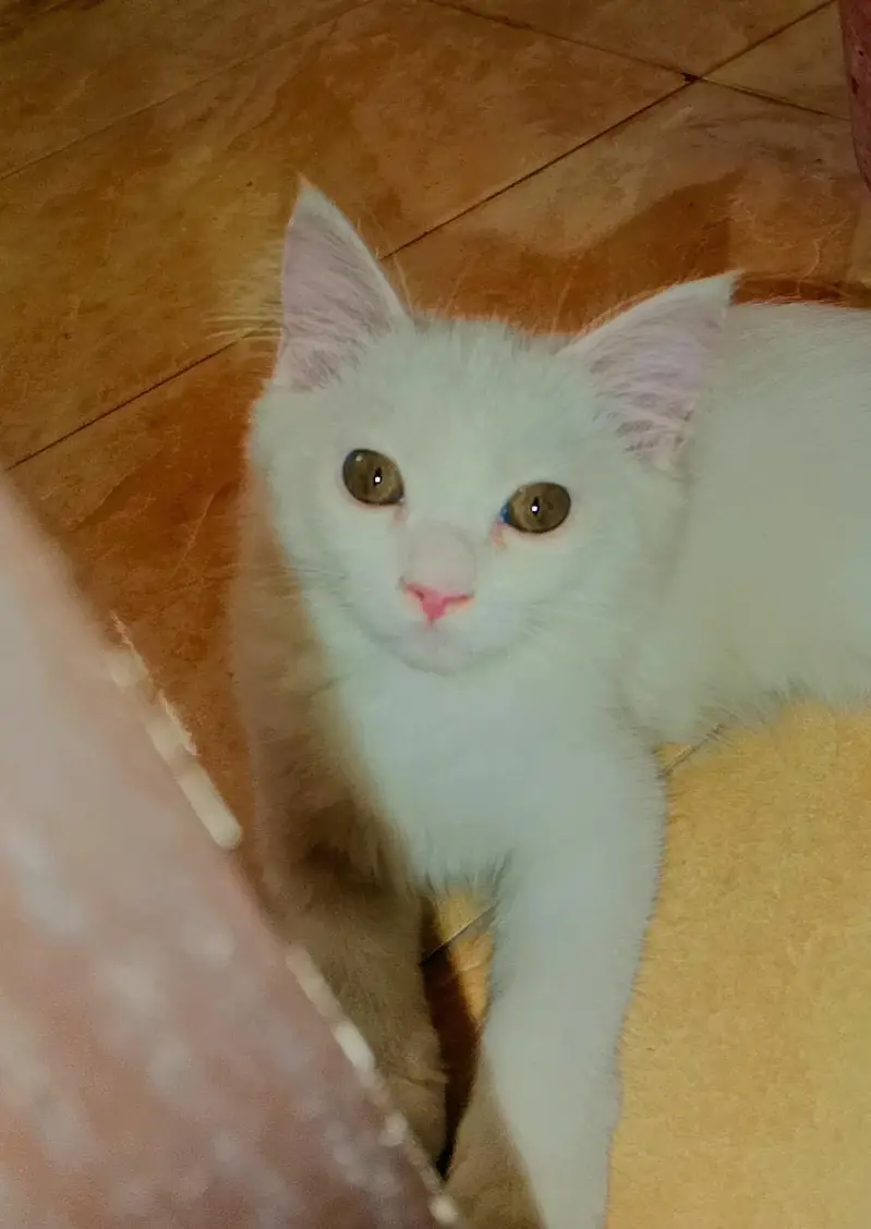 Kitten 3 months for sale urgent — photo 2