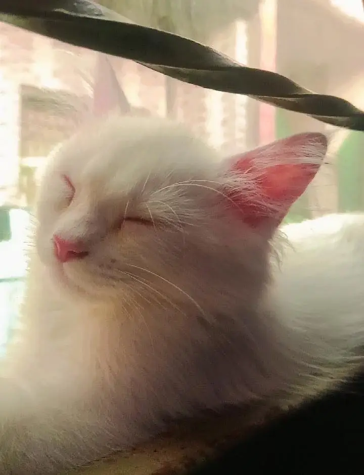 Kitten 3 months for sale urgent — photo 3