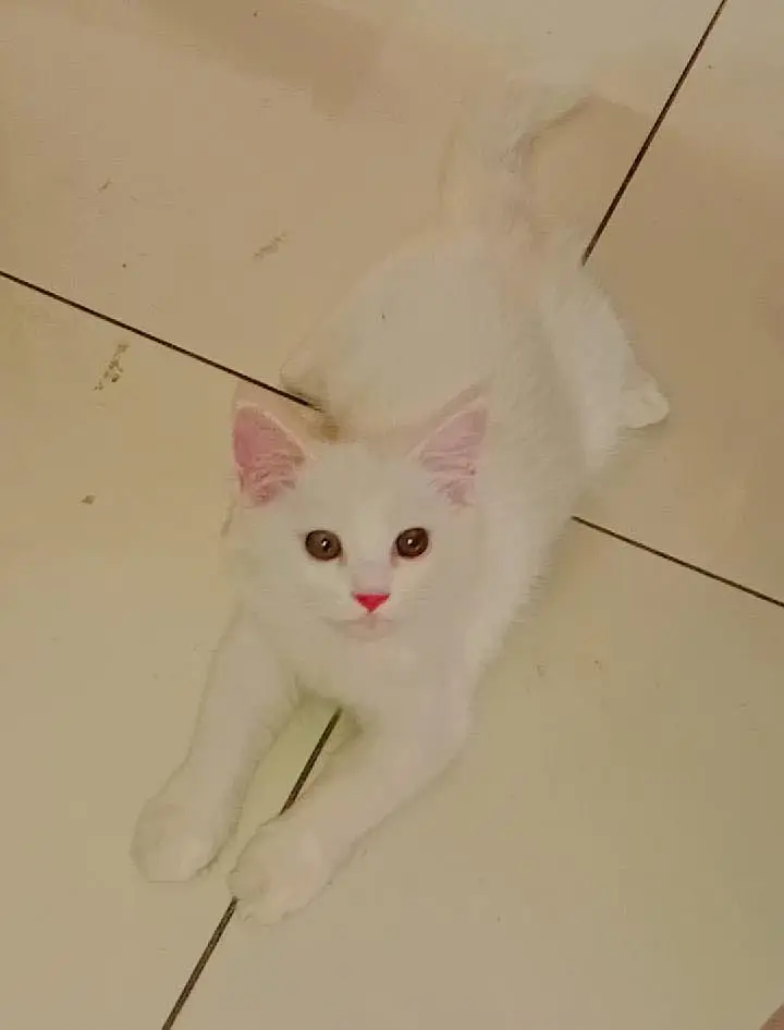 Kitten 3 months for sale urgent — photo 4