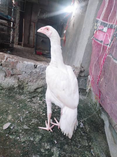 HEERA ASEEL HIGH QUALITY CONFIRM BLOODLINE