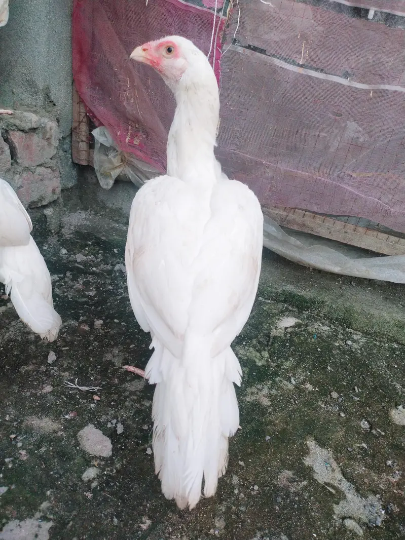 HEERA ASEEL HIGH QUALITY CONFIRM BLOODLINE — photo 2