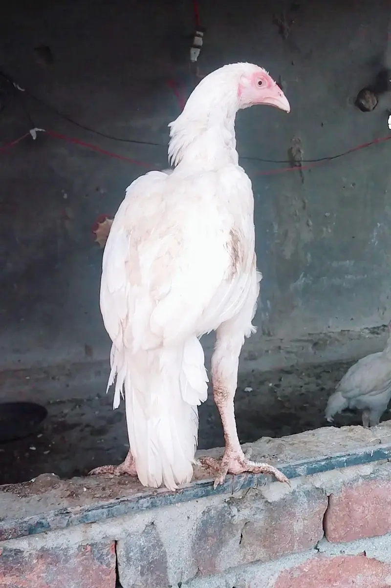 HEERA ASEEL HIGH QUALITY CONFIRM BLOODLINE — photo 3