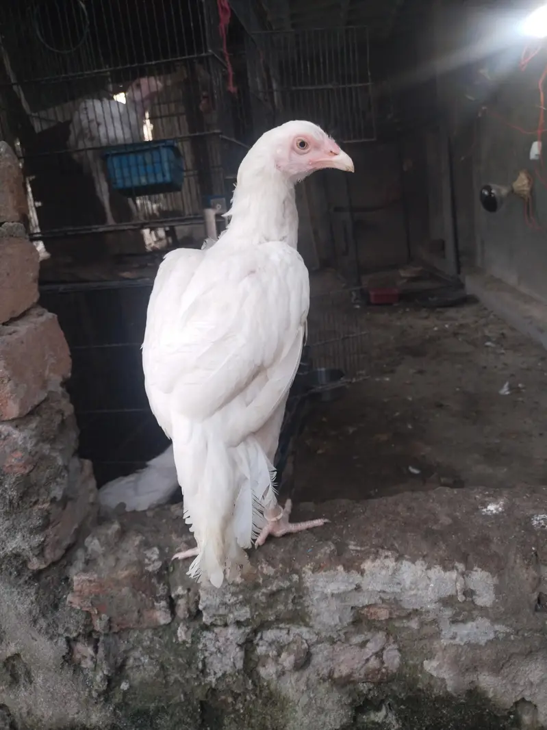 HEERA ASEEL HIGH QUALITY CONFIRM BLOODLINE — photo 4