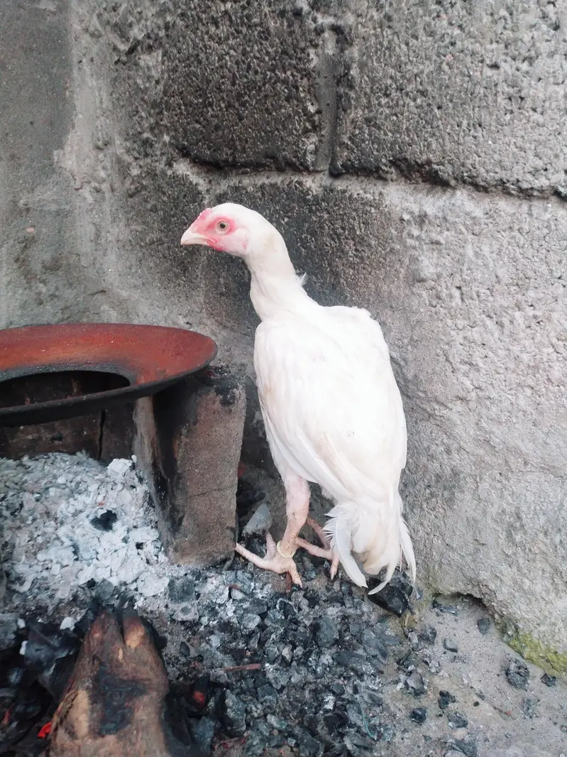 HEERA ASEEL HIGH QUALITY CONFIRM BLOODLINE — photo 5