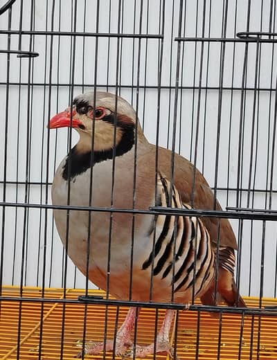 Bird for sale very active and healthy male(0333-7940701) WhatsApp
