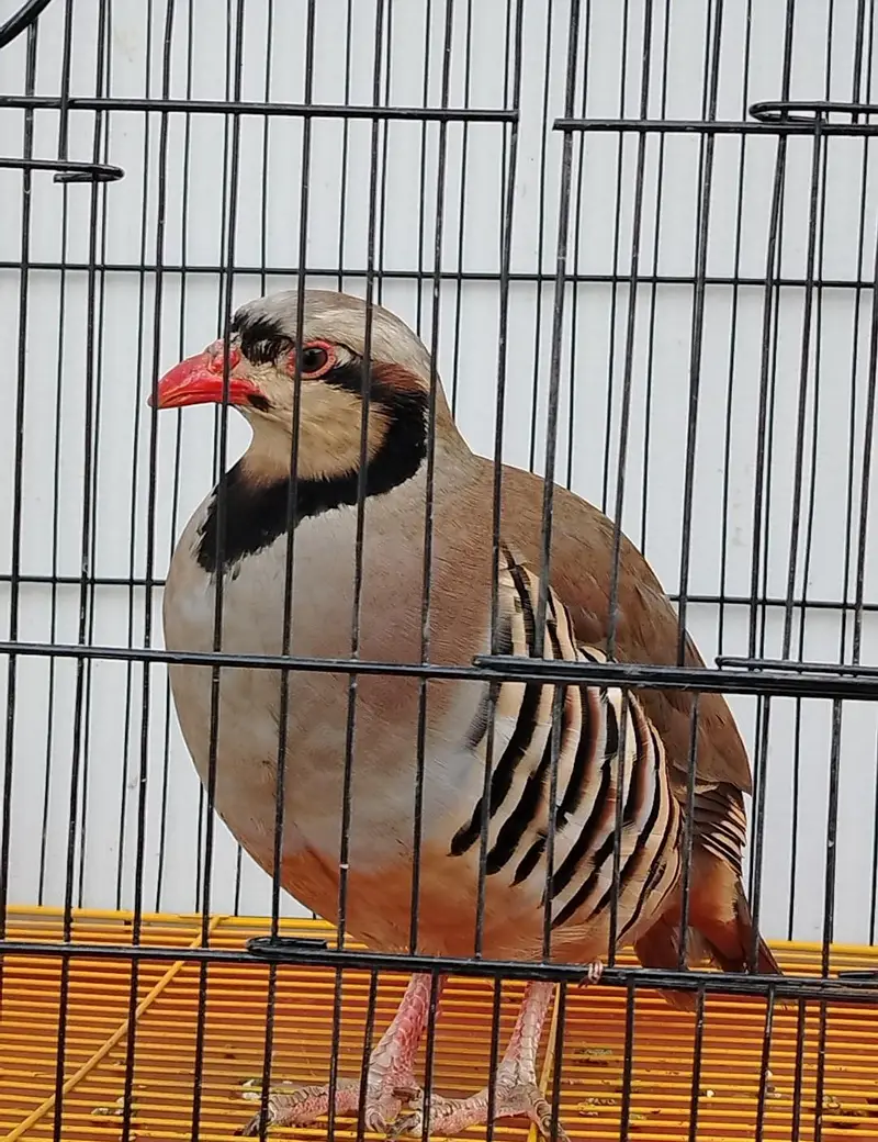 Bird for sale very active and healthy male(0333-7940701) WhatsApp
