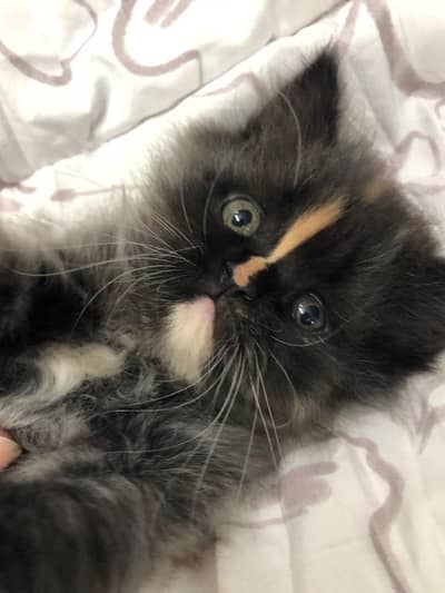 Persian kitten