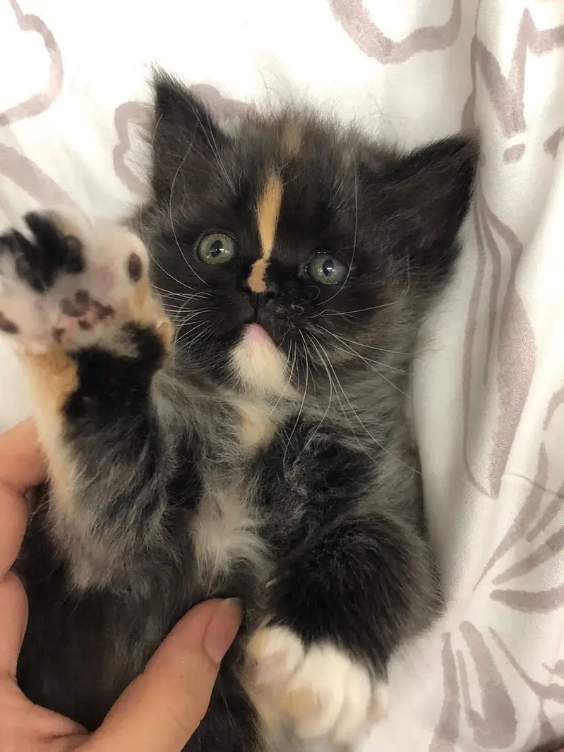 Persian kitten — photo 2