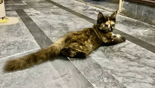 Persian cat age 3 months vaccinated