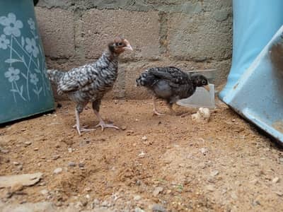 active chick 