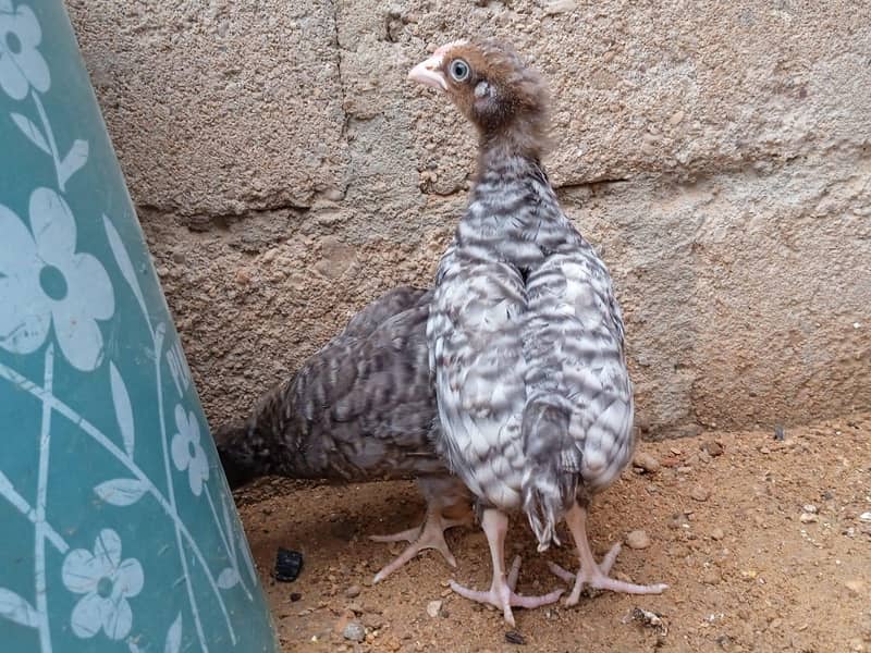 active chick  1