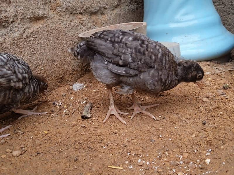 active chick  2