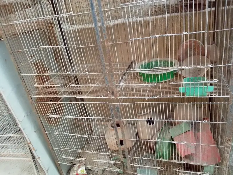 Cages for sale 15 12 8 7 6 5 and 4 protion available — photo 6