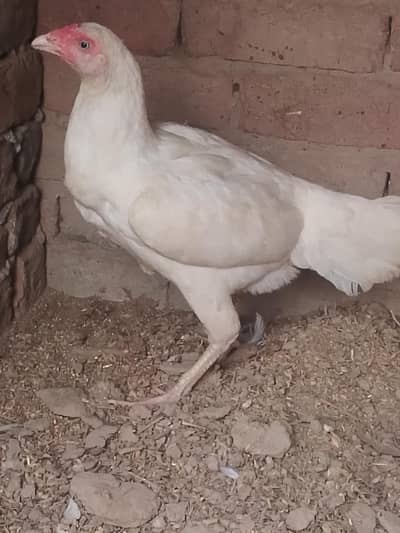 white Heera aseel female