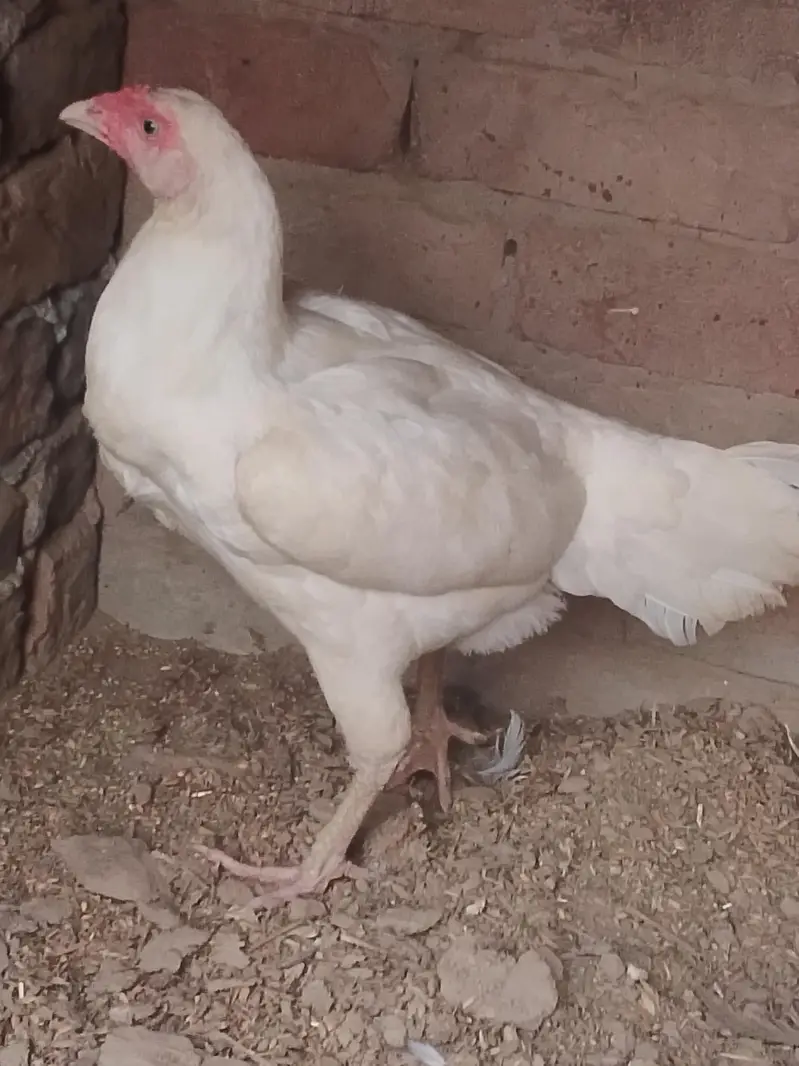 white Heera aseel female — photo 2