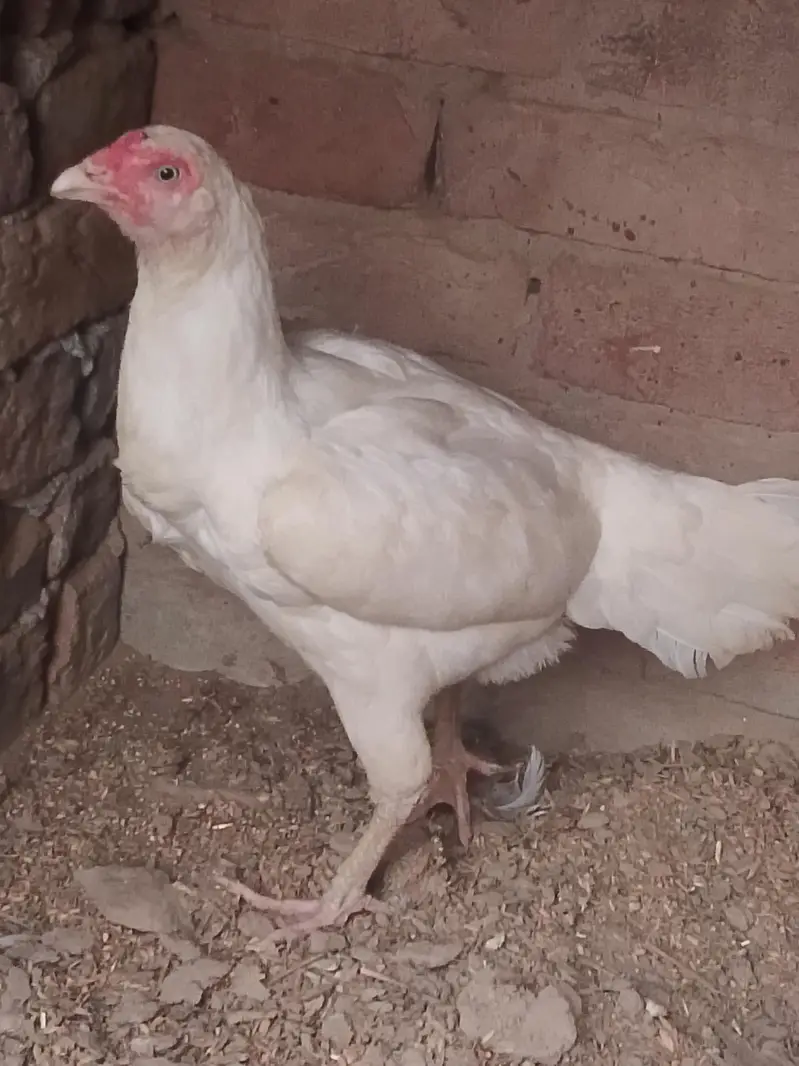 white Heera aseel female — photo 3