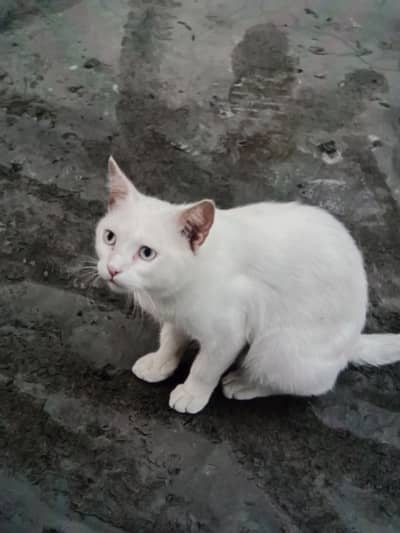 Free Beautiful White Male cat