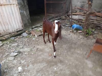 Beetal Bakra qurabni 2027 k liay kheera