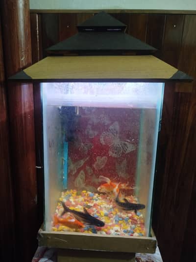 aquarium and fish and stone and airpupm and stone led lights