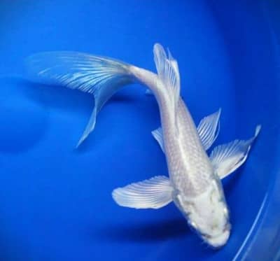 imported high fin shubunkin, koi etc