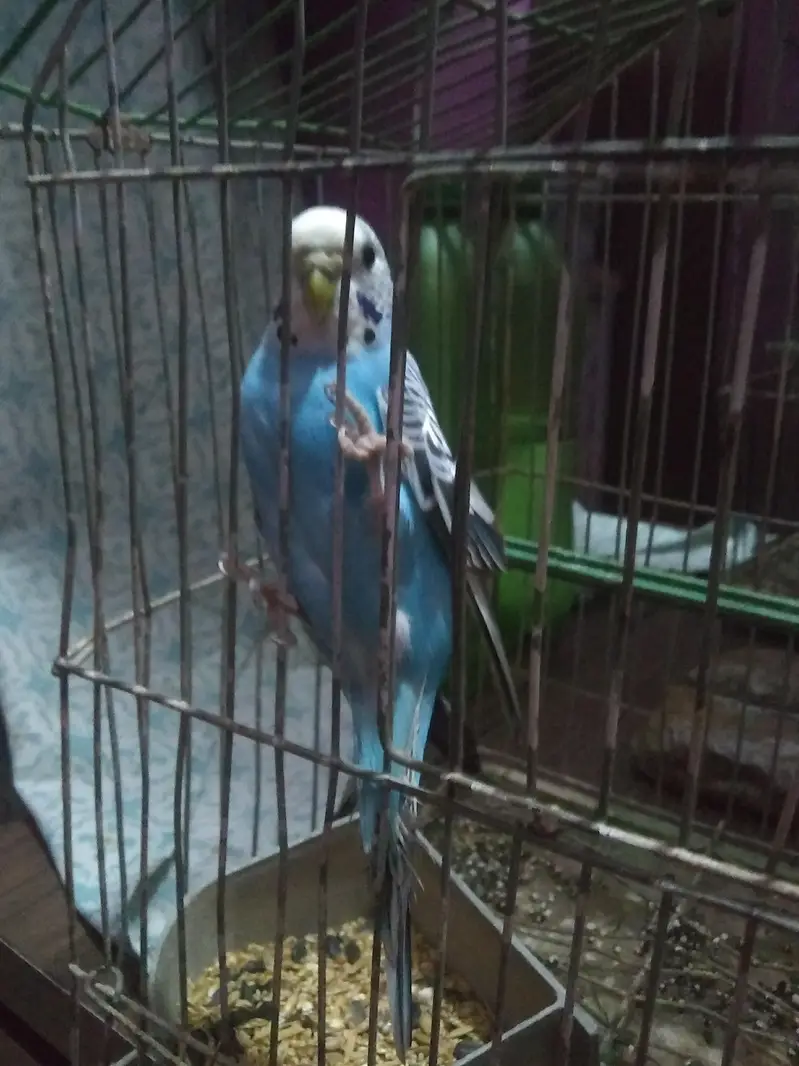bhut hi khoobrusat parrots hn 5 piece hn — photo 2