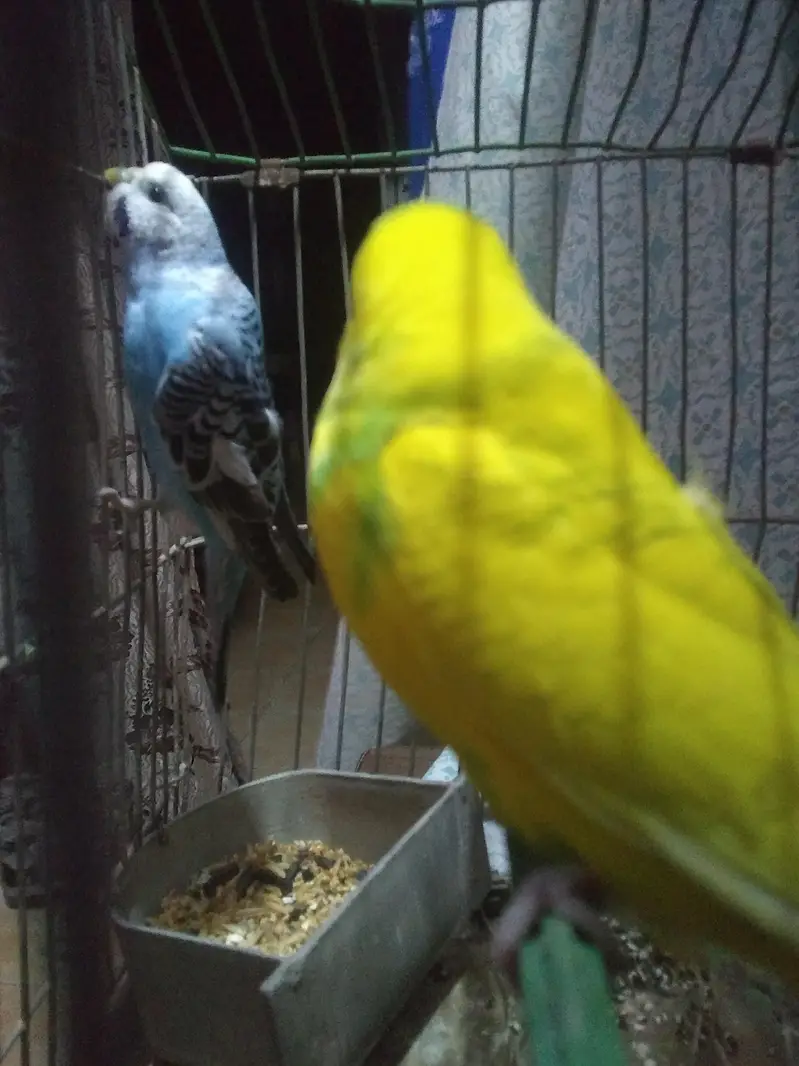 bhut hi khoobrusat parrots hn 5 piece hn — photo 3