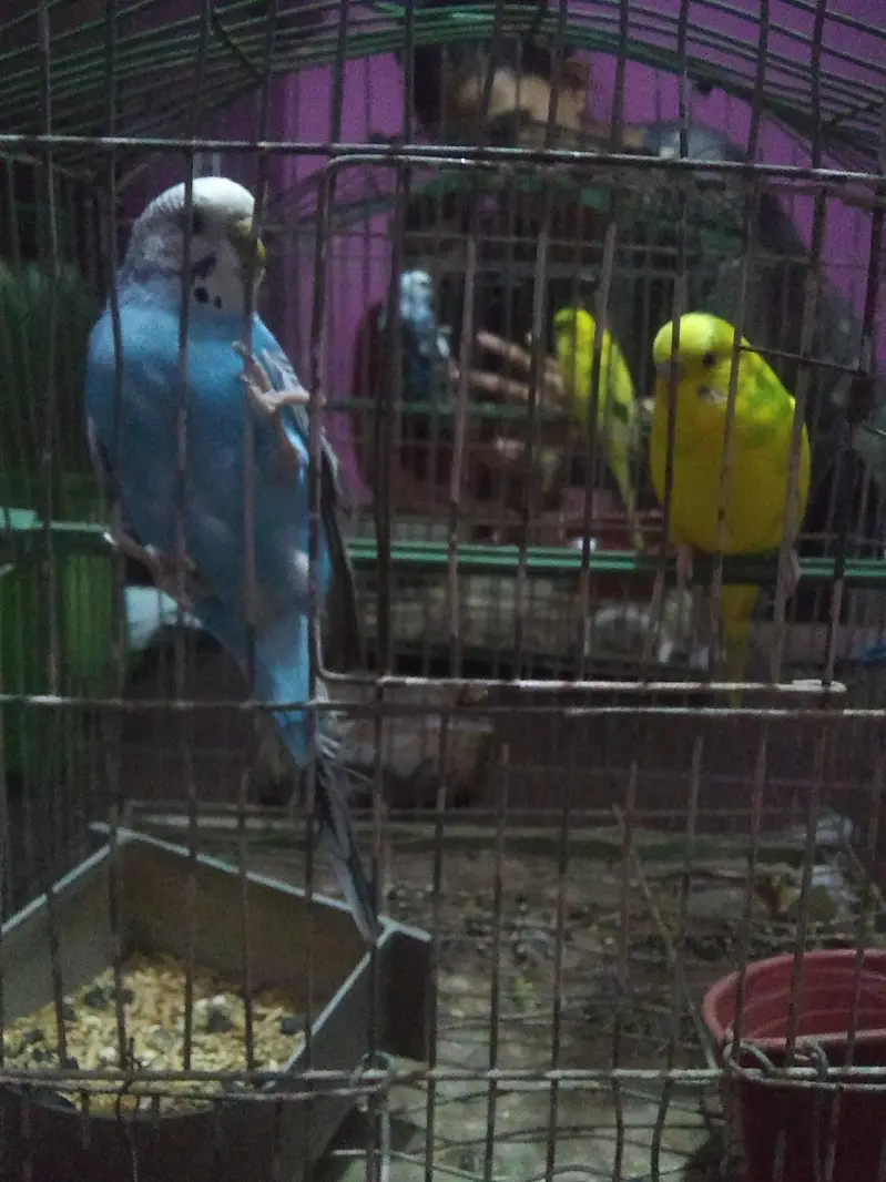 bhut hi khoobrusat parrots hn 5 piece hn — photo 4