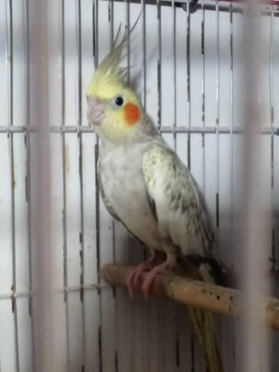 Female cocktail cockatiel lovebirds