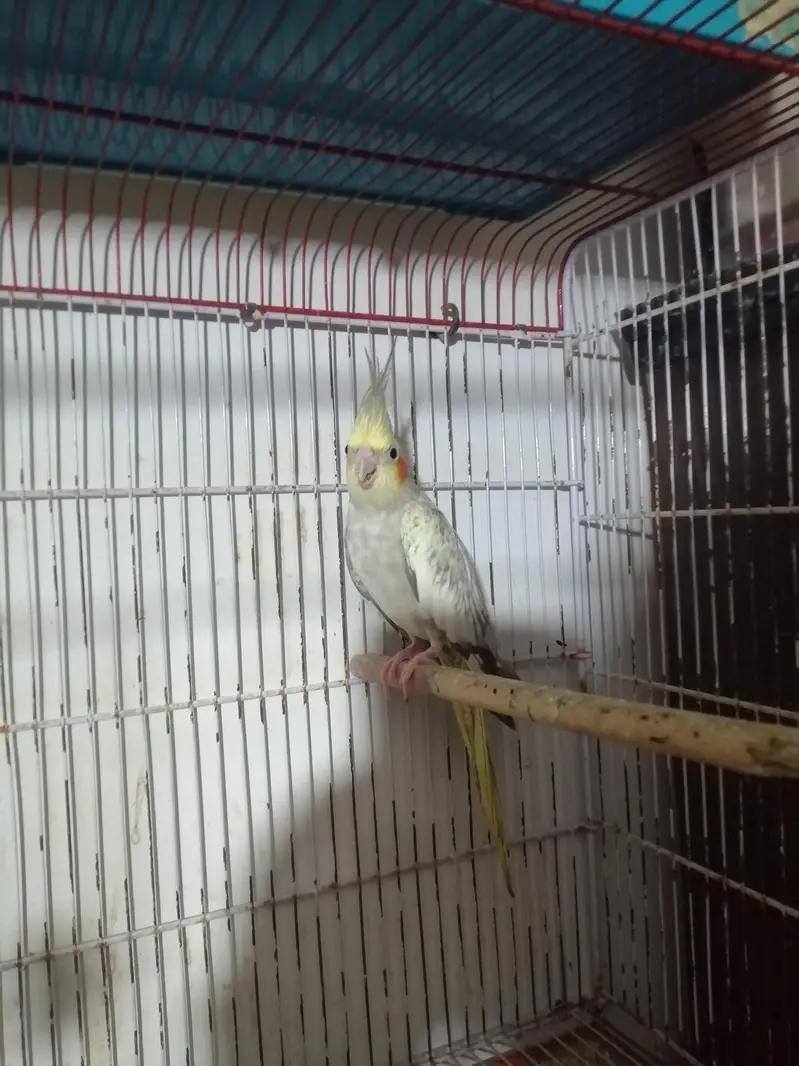 Female cocktail cockatiel lovebirds — photo 2