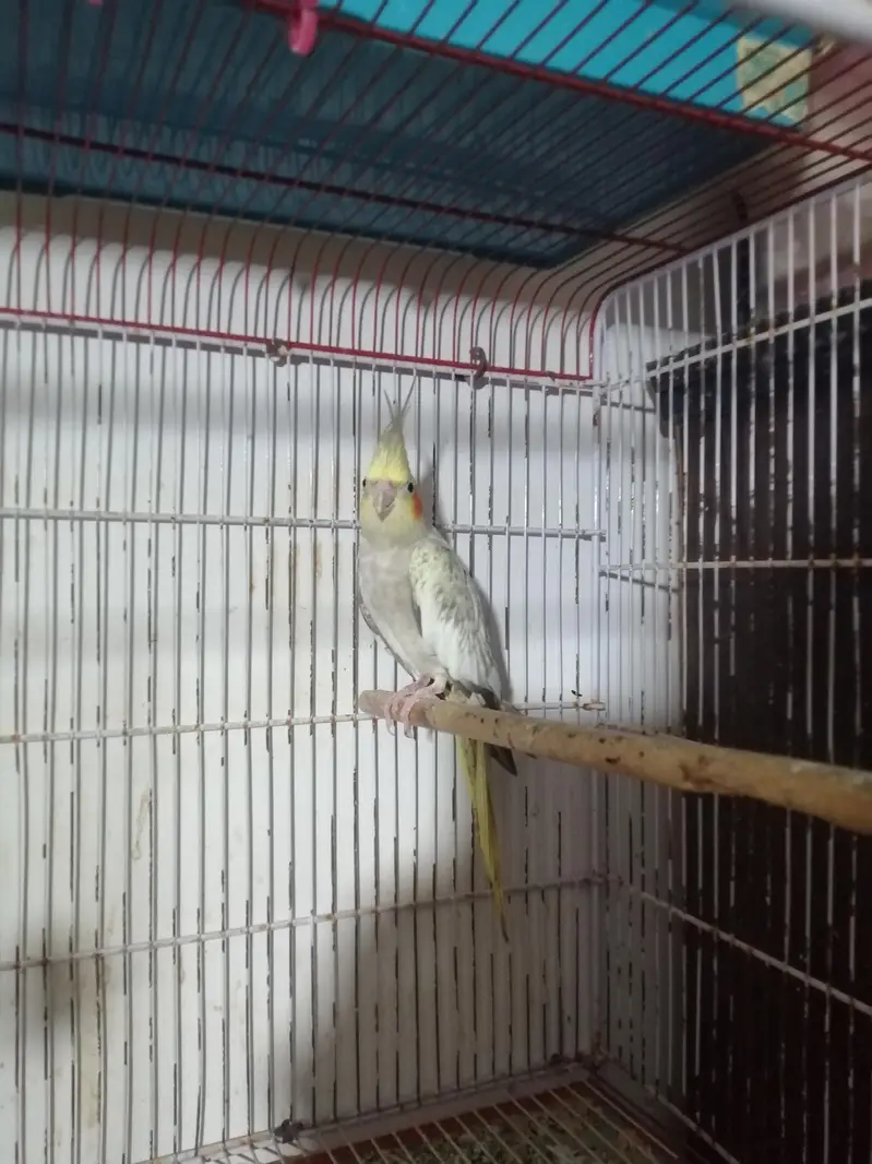 Female cocktail cockatiel lovebirds — photo 3