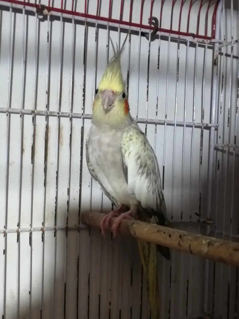 Female cocktail cockatiel lovebirds — photo 4