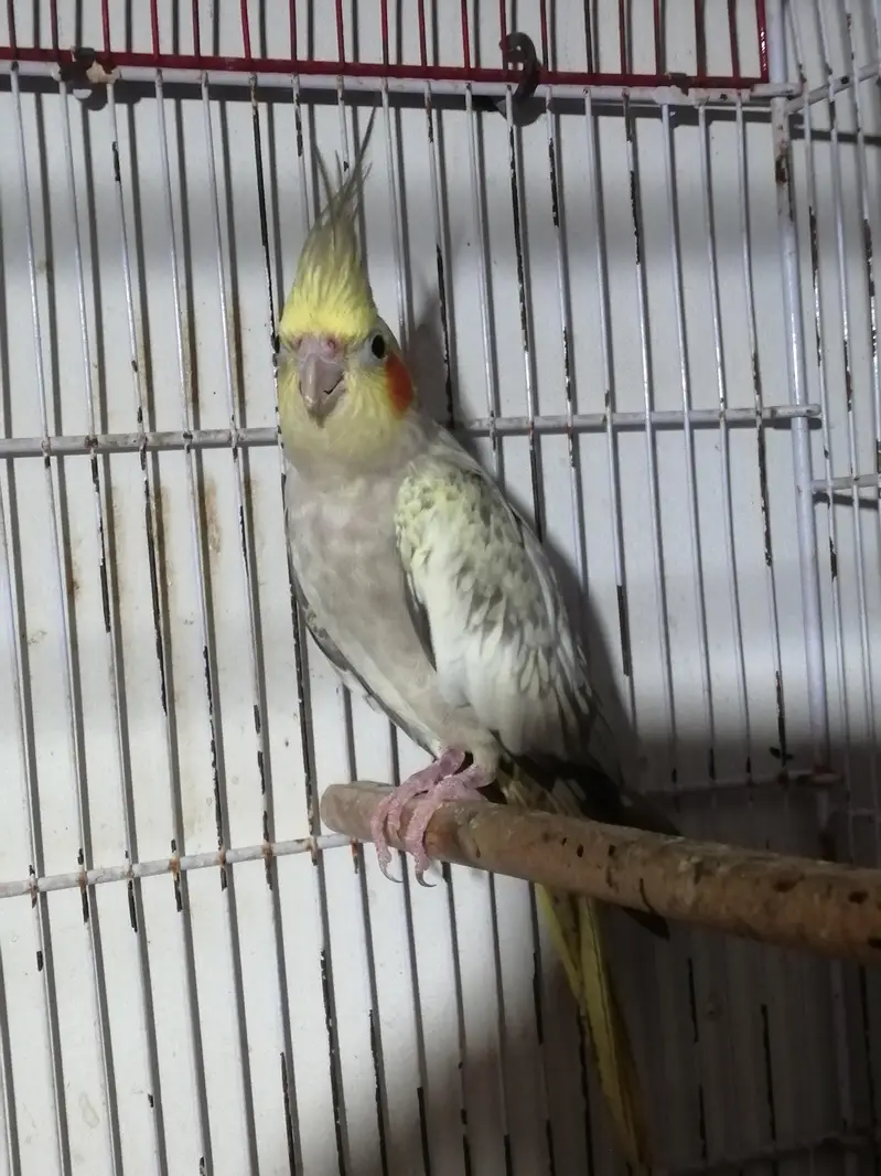 Female cocktail cockatiel lovebirds — photo 5