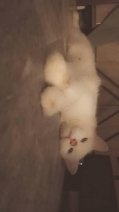 need a loving house to take care of cat