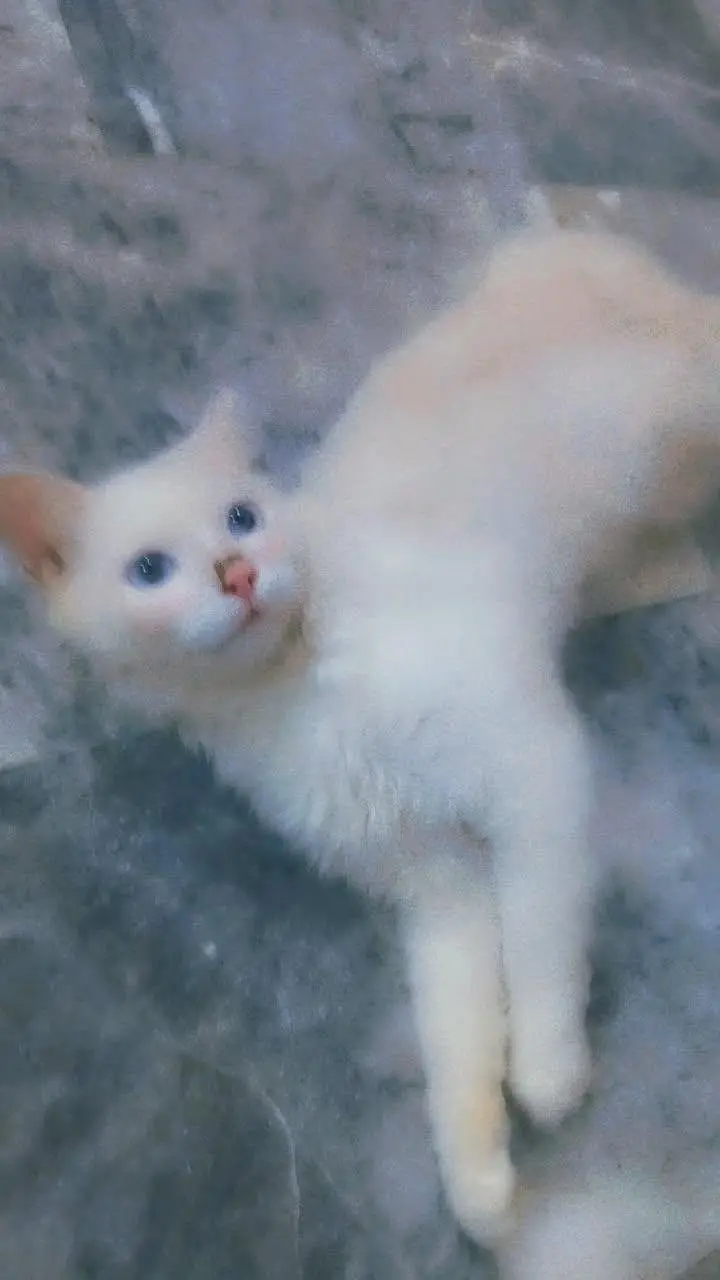need a loving house to take care of cat — photo 2