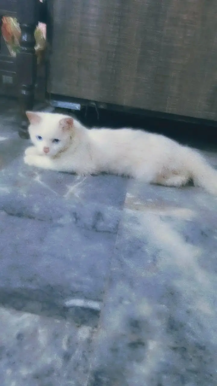 need a loving house to take care of cat — photo 3
