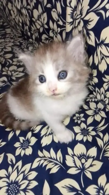 Persian kitten available for for sale — photo 5