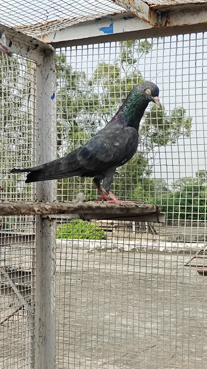 Maher Waly Tedy — photo 2