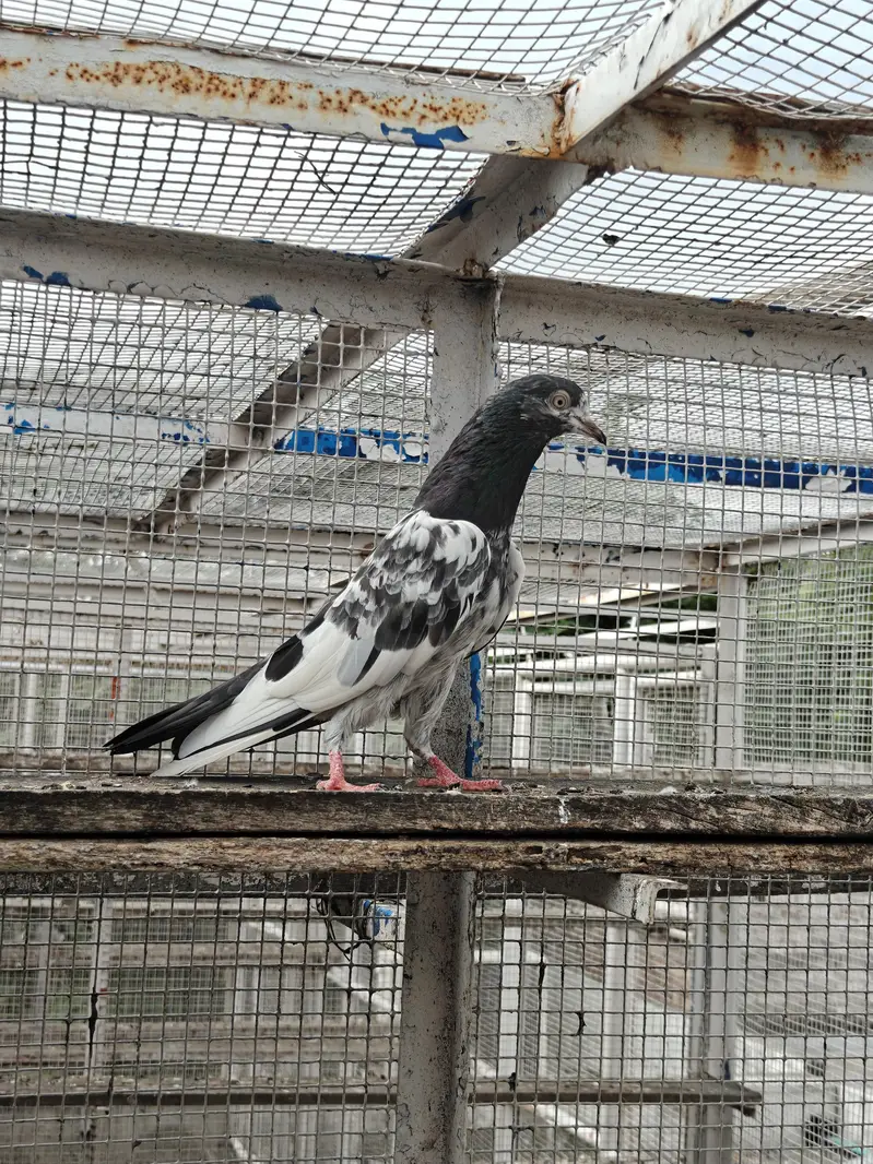 Maher Waly Tedy — photo 3