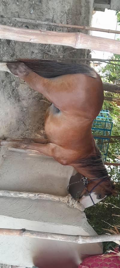 Horse for sale