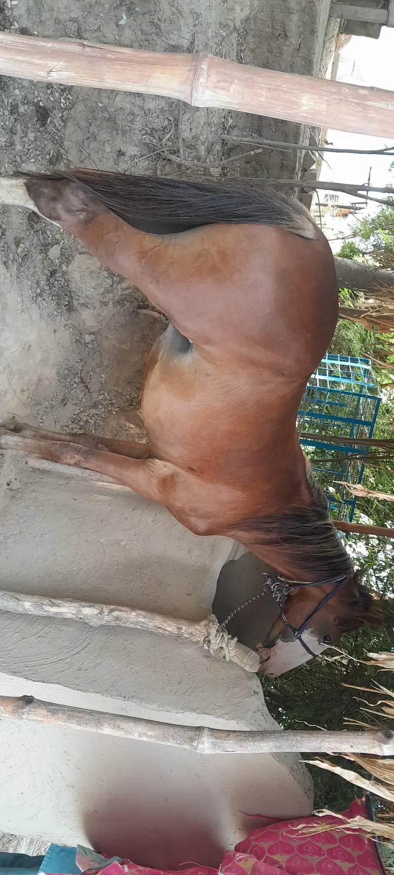Horse for sale — photo 2