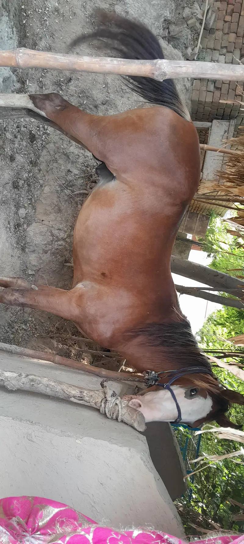 Horse for sale — photo 3