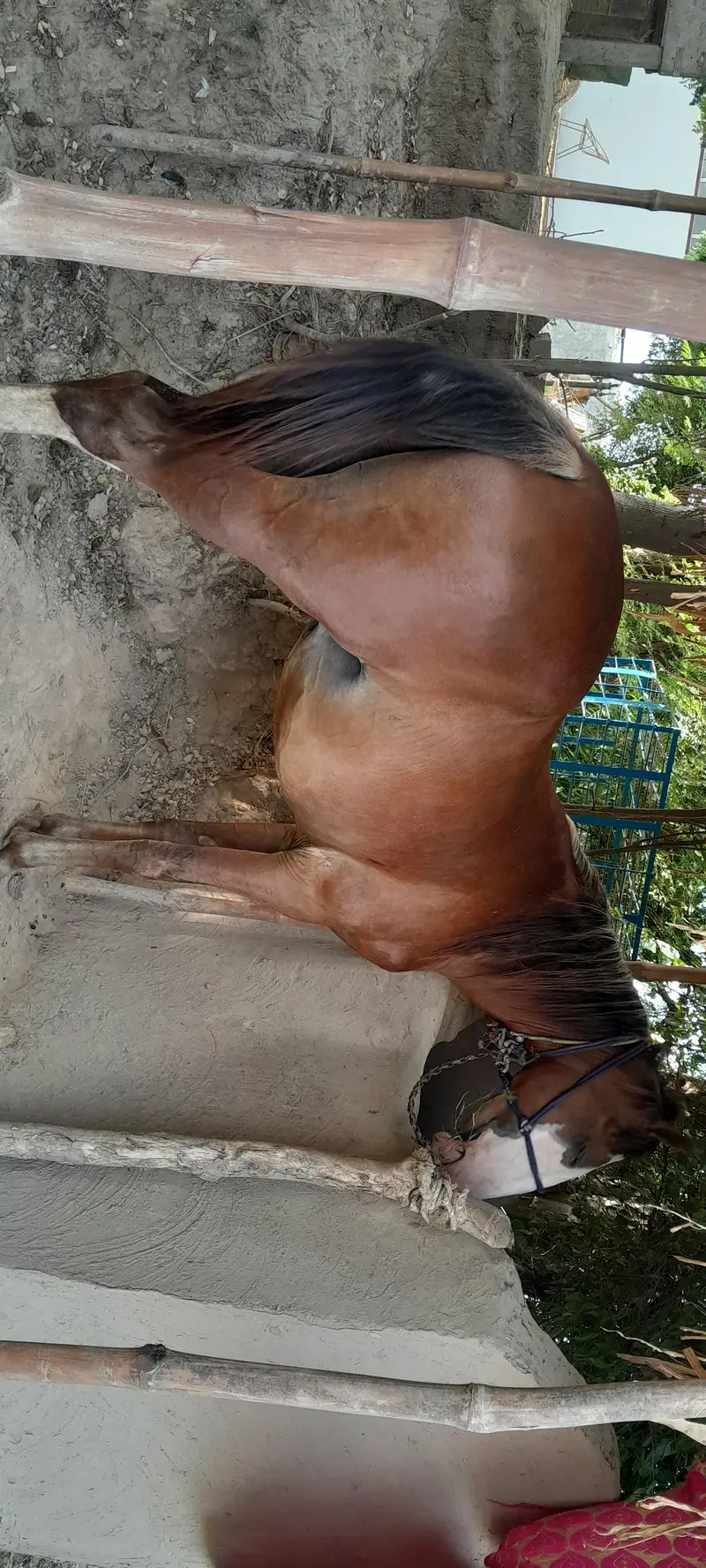 Horse for sale — photo 4