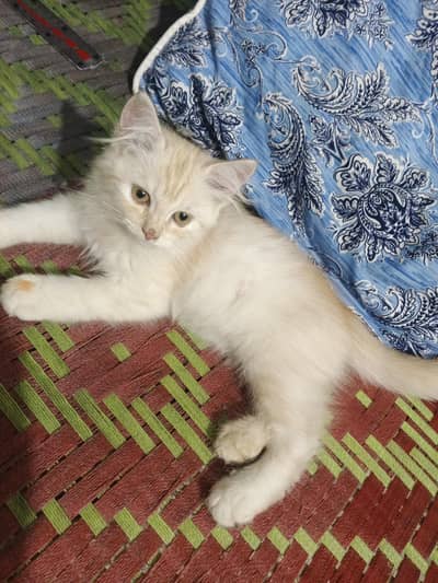 Persian cat