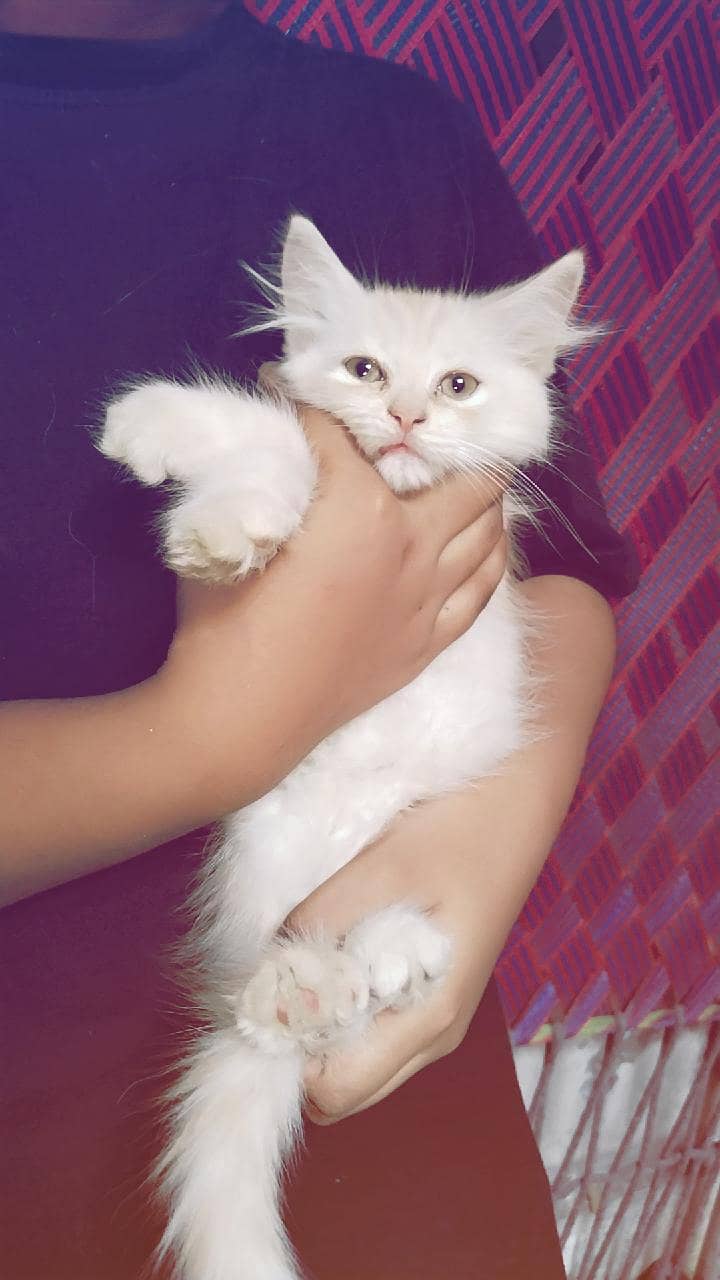 Persian cat 1