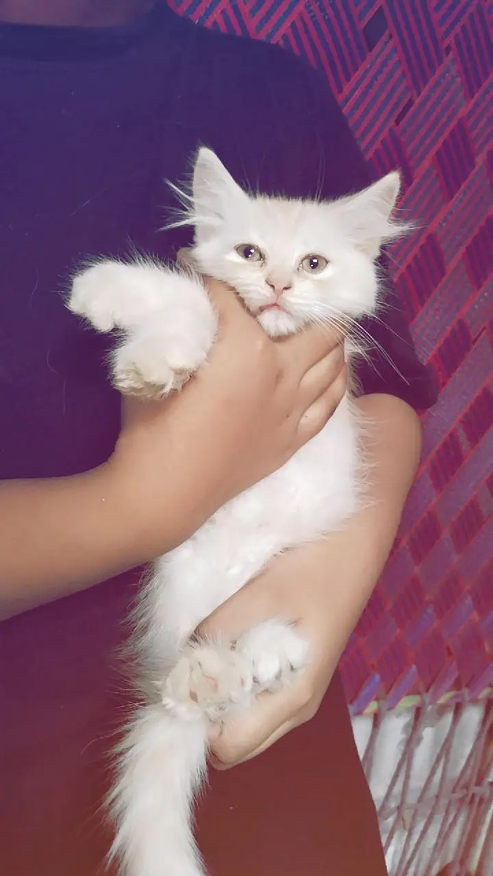 Persian cat — photo 2