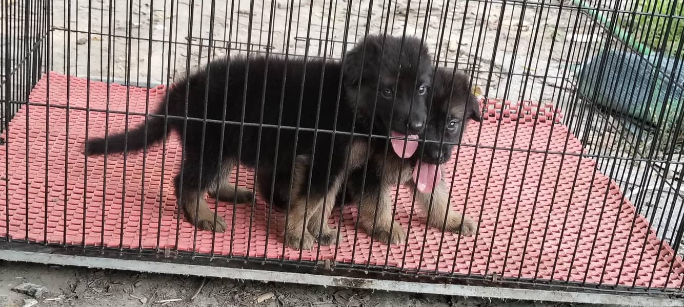 German Shepherd 0