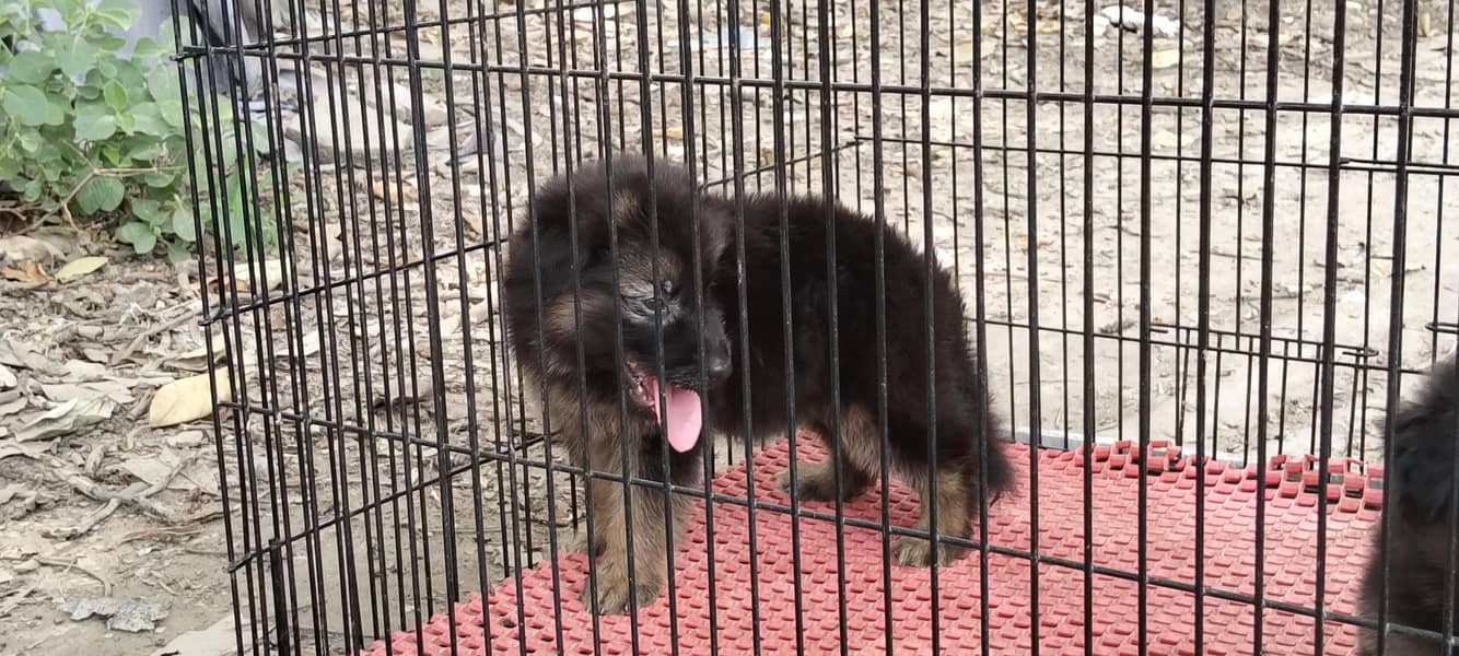 German Shepherd 2